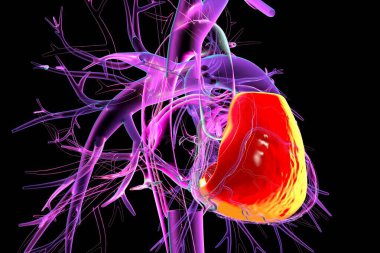 Kırmızıyla işaretlenmiş sağ ventriküllü insan kalbi, üç boyutlu çizim. Sağ ventrikül ciğerlere oksijensiz kan pompalar..