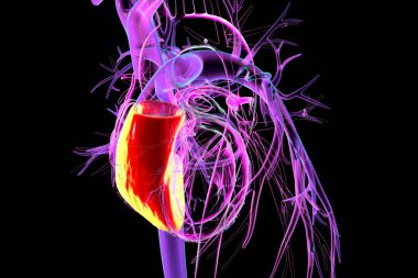 Kırmızıyla işaretlenmiş sağ ventriküllü insan kalbi, üç boyutlu çizim. Sağ ventrikül ciğerlere oksijensiz kan pompalar..