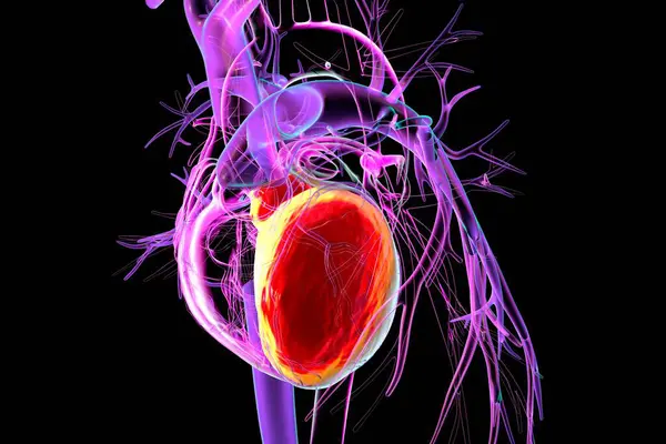 Kırmızıyla işaretlenmiş sol karıncığı olan insan kalbi, üç boyutlu çizim. Sol ventrikül oksijenli kanı sistemik dolaşıma pompalar..