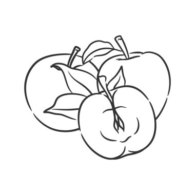 Apple line art vector illustration, Coloring book of healthy fruit