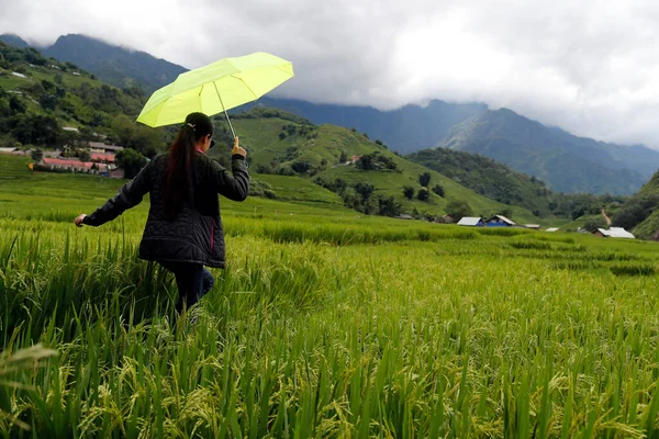 Pola Ryżowe Tarasie Sapa Wietnam — Zdjęcie stockowe