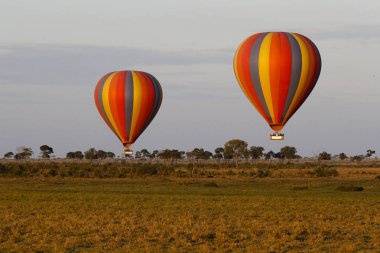 Sabah Masai Mara 'da sıcak hava balonu safarisi. Masai Mara Ulusal Parkı. Kenya. 