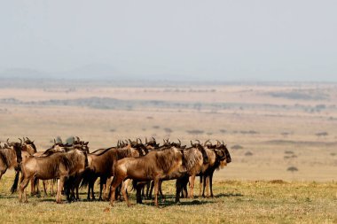 Antilop göçü (Connochaetes taurinus), Masai Mara Ulusal Rezervi. Kenya. 
