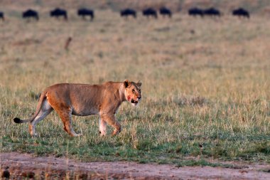 Savanada dişi aslan (Panthera leo). Masai Mara Ulusal Parkı. Kenya. 