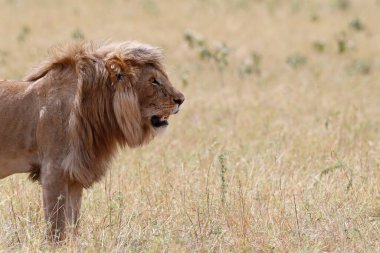 Aslan (Panthera leo) savanada. Masai Mara Ulusal Parkı. Kenya. 