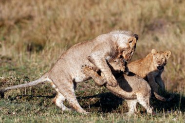Lion cubs (Panthera leo) playing in savanna.  Masai Mara National Park. Kenya. 
