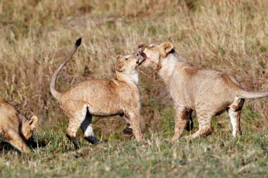 Lion cubs (Panthera leo) playing in savanna.  Masai Mara National Park. Kenya. 