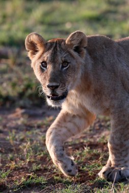 Lion cub (Panthera leo) in savanna.  Masai Mara National Park. Kenya. 