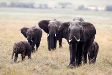 African bush elephant (Loxodonta africana), group with newborn calf.  Masai Mara National Park. Kenya. 