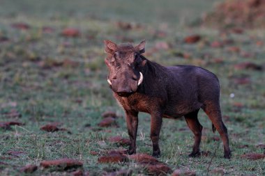 Domuz (Phacochoerus). Masai Mara Ulusal Parkı. Kenya. 