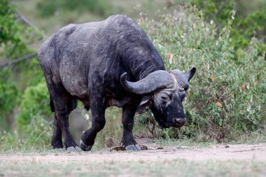 Büyük bir Afrika Bizonu (Syncerus caffer) bozkırdaki yüksek çimlerde. Masai Mara Ulusal Parkı. Kenya. 