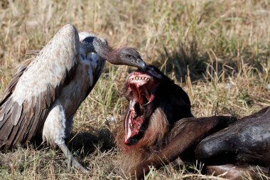 White-backed vulture (Gyps africanus) with a wildebeest carcass. Masai Mara National Park. Kenya. 