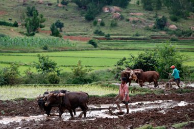 Rice paddy fields.  Farmer ploughing field with traditional primitive wooden oxen-driven .  Madagascar. 