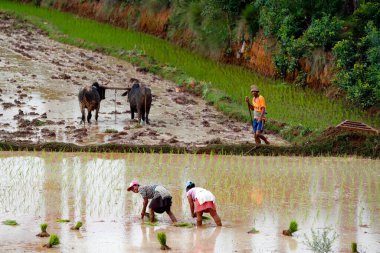 Rice paddy fields.  Women planting seedlings. Madagascar. 