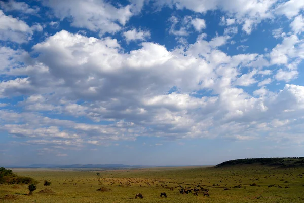 Wildebeest migration (Connochaetes taurinus), Masai Mara National Reserve.  Kenya.