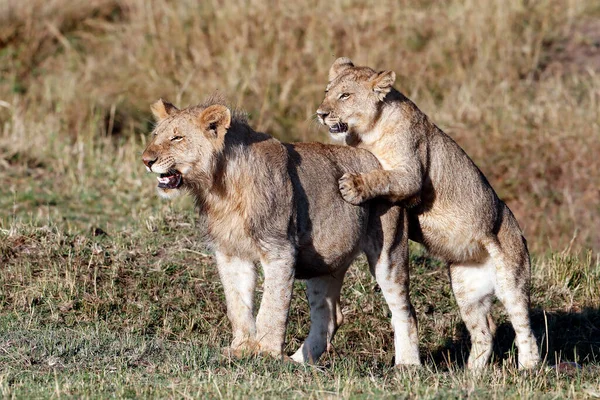 Lion cubs (Panthera leo) playing in savanna.  Masai Mara National Park. Kenya. 