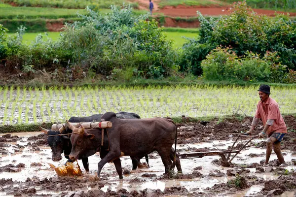 Rice paddy fields.  Farmer ploughing field with traditional primitive wooden oxen-driven .  Madagascar. 