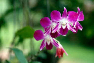 Wild Orchid flower.  Kep. Cambodia.