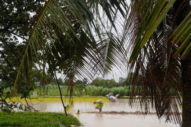 Pirinç nakli yapan Asyalı çiftçi pirinç tarlalarına filizleniyor. Kep. Kamboçya.