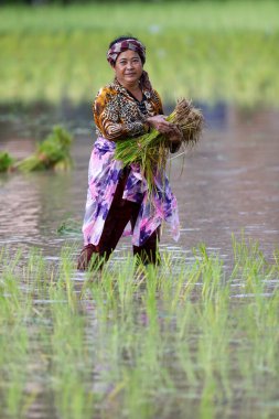 Pirinç filizlerini pirinç tarlasına nakleden dişi çiftçi. Kep. Kamboçya.