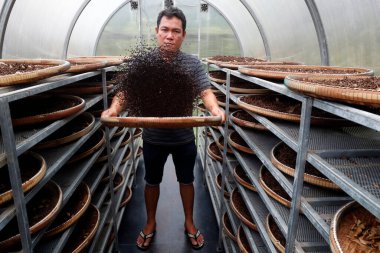 Pepper farm. Worker drying Kampot black pepper.   Kep. Cambodia.