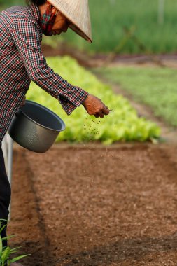 Tra Que Köyü 'ndeki organik sebze bahçeleri. İşteki çiftçi. Hoi An. Vietnam. 