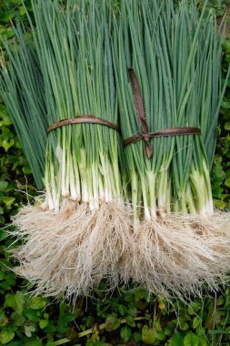 Organic vegetable gardens in Tra Que Village.  Fresh green herbs. Hoi An. Vietnam. 