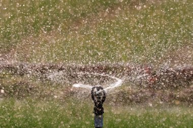 Organic vegetable gardens in Tra Que Village.  Irrigation.  Hoi An. Vietnam. 