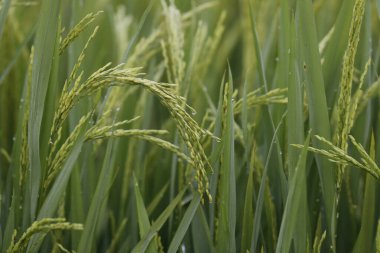 Tarım. Yeşil pirinç tarlası. Pirinç tanesi hasat için hazır. Hoi An. Vietnam. 