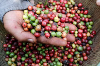 Coffee plantation.  Farmer showing red and green and picked coffee beans in his hand.