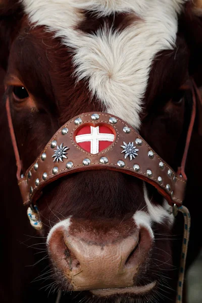 Foire Agricole Vache Race Bovine Abondance Saint Gervais Les Bains — Photo