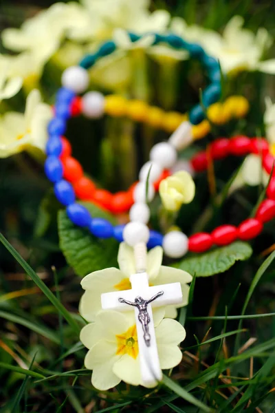 Розарий Красочные Весенние Цветы Primrose — стоковое фото