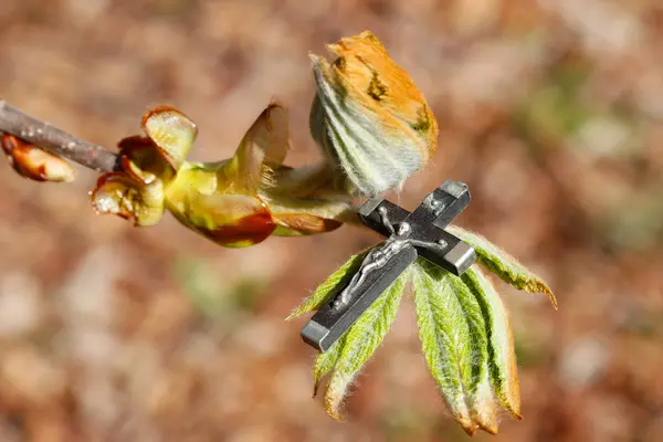 Primavera Crucifixo Botão Chestnud — Fotografia de Stock