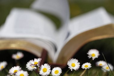 Ön planda papatyalar ve çimlerde açık İncil. Dini sembol.