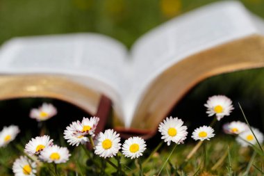 Ön planda papatyalar ve çimlerde açık İncil. Dini sembol.