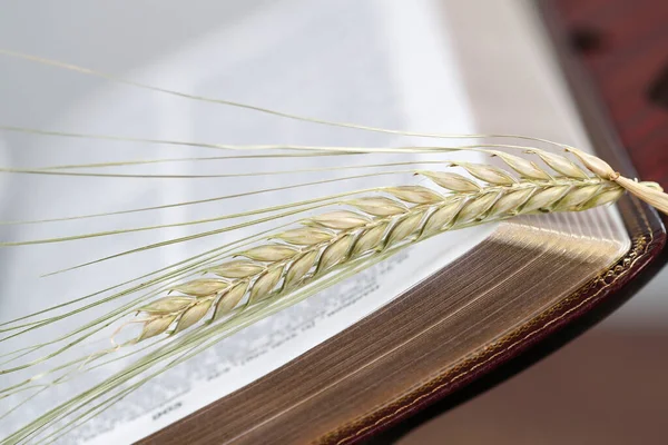 The sacred book of the Bible and ears of wheat as a symbol of spiritual and physical food.  Church symbol.