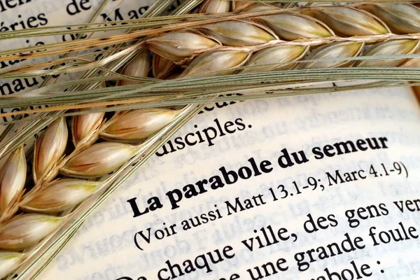 The sacred book of the Bible and ears of wheat as a symbol of spiritual and physical food.  The Parable of the Sower.  France.