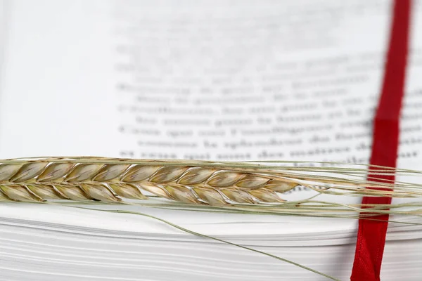 The sacred book of the Bible and ear of wheat as a symbol of spiritual and physical food.  Church symbol.