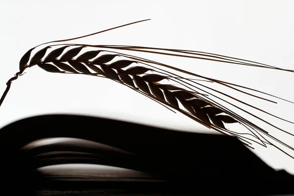 The sacred book of the Bible and ear of wheat as a symbol of spiritual and physical food.  Religious symbol.