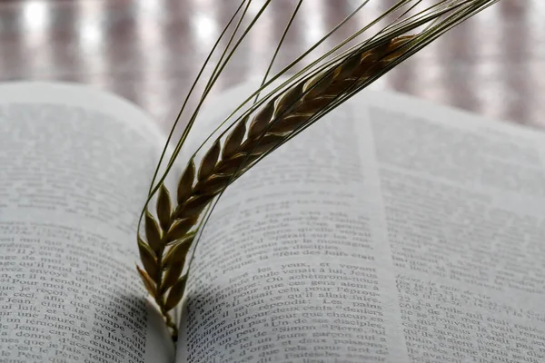The sacred book of the Bible and ear of wheat as a symbol of spiritual and physical food.  Church symbol.