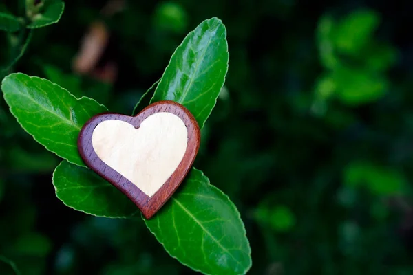Сердце Бог Любовь Зеленых Листьях Религиозный Символ — стоковое фото
