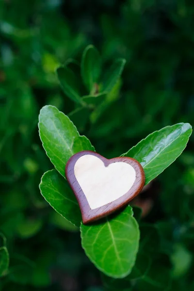 Heart Green Leaves Religious Symbol — Stock Photo, Image