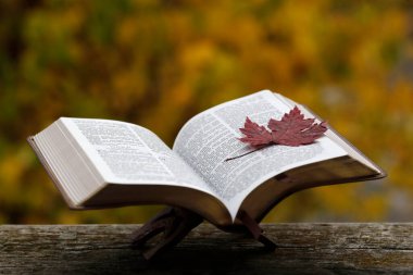 Kurumuş sonbahar yapraklı bir bankta incili aç. İnanç ve maneviyat. Fransa. 