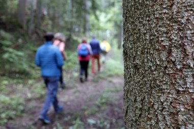 Doğa terapisi. Qi Gong ve orman banyosu, Shinrin-Yoku olarak da bilinir. Fransa. 