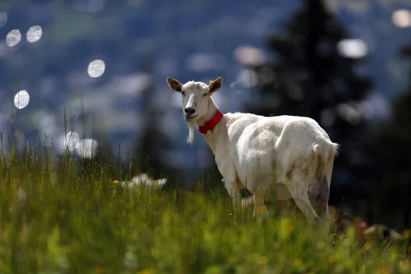 Granja Cabras Los Alpes Franceses Francia —  Fotos de Stock