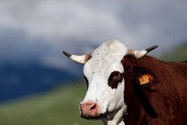 Abondance Vache Dans Les Alpes Françaises Lait Est Utilisé Pour — Photo