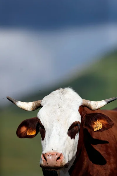 Abondance Vache Dans Les Alpes Françaises Lait Est Utilisé Pour — Photo
