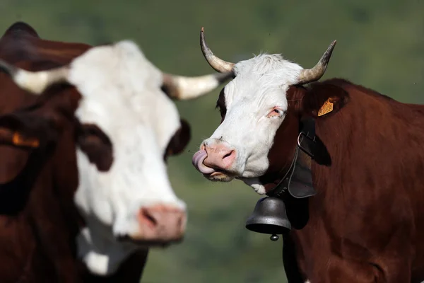 Abondance Des Vaches Dans Les Alpes Françaises Lait Est Utilisé — Photo