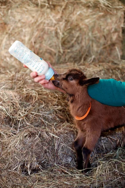 Granja Cabras Agricultor Alimentando Niño Cabra Con Biberón Leche Francia —  Fotos de Stock
