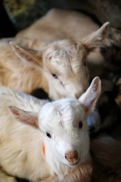 Granja Cabras Niños Cabra Recién Nacidos Francia —  Fotos de Stock